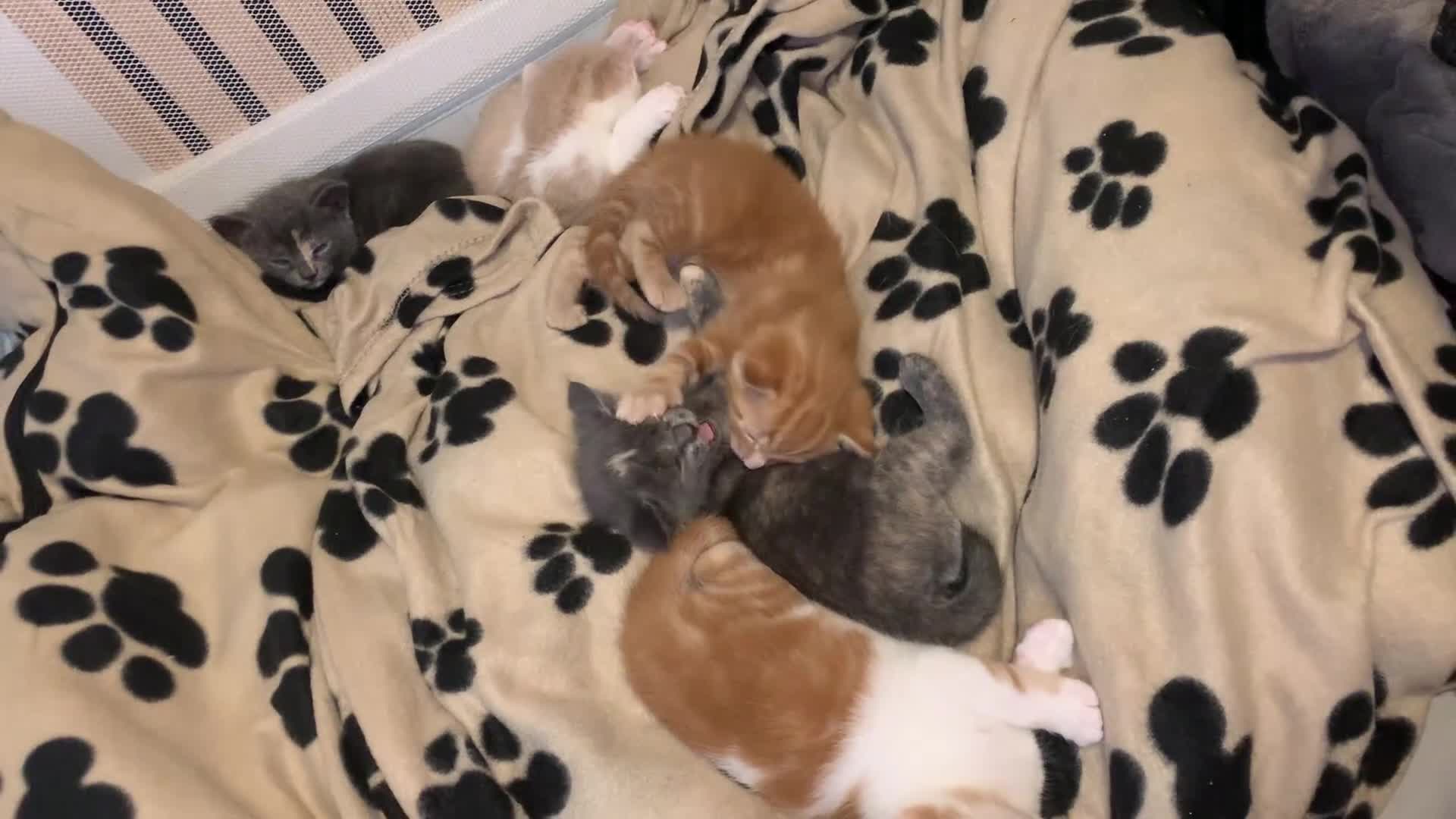 Mixed Breed cats for sale: 5 beautiful mixed British short hair  ✨ - Video 2