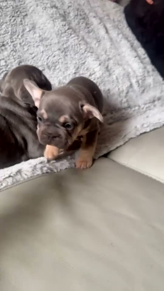 French Bulldog dogs for sale: French bulldogs  in Leeds - Video 1