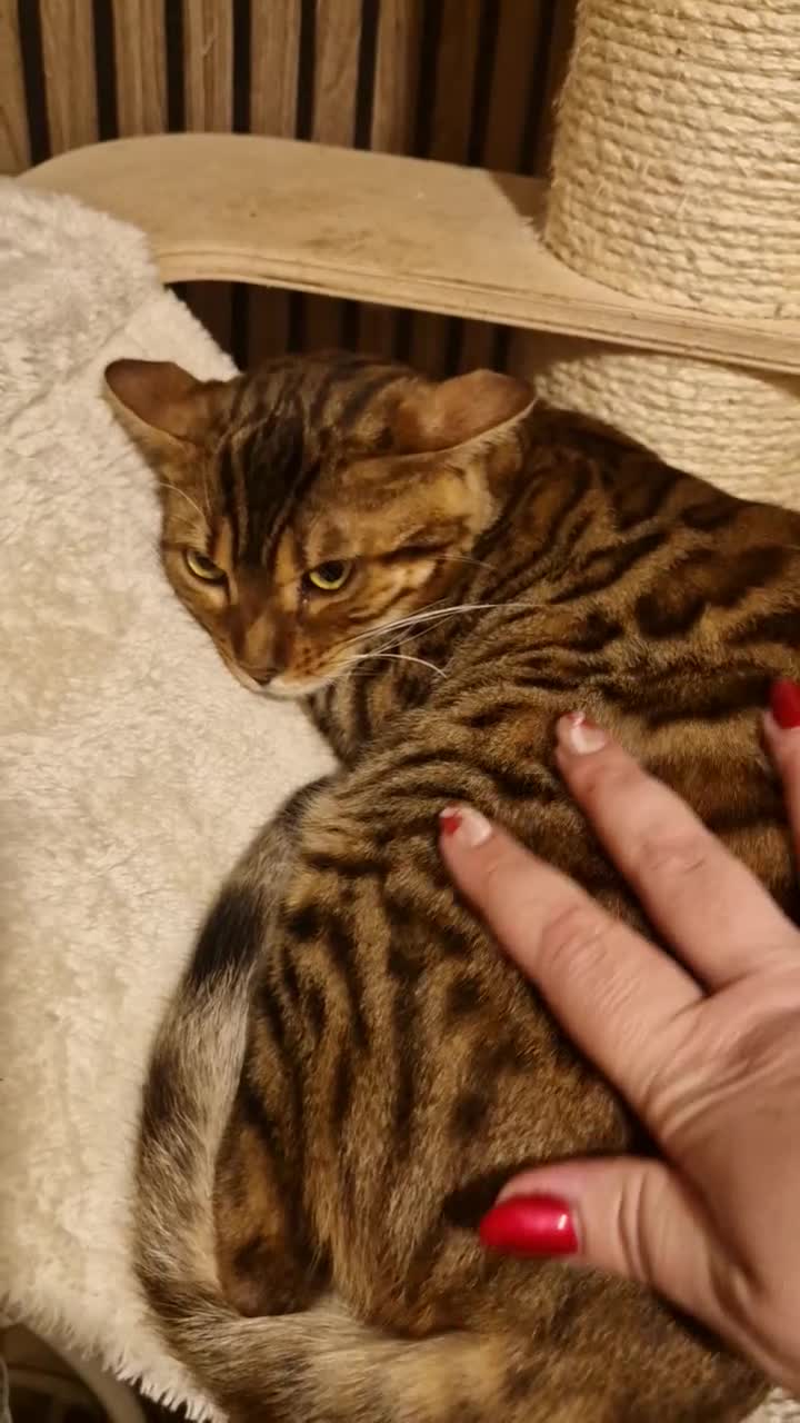 Bengal cats for sale: Pure Bengal Boy❤️ - Video 1