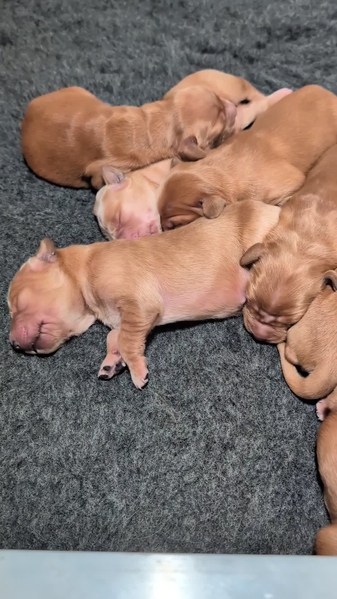 Golden Retriever dogs for sale: Dark Red KC Registered Working Golden Retrievers - Video 2