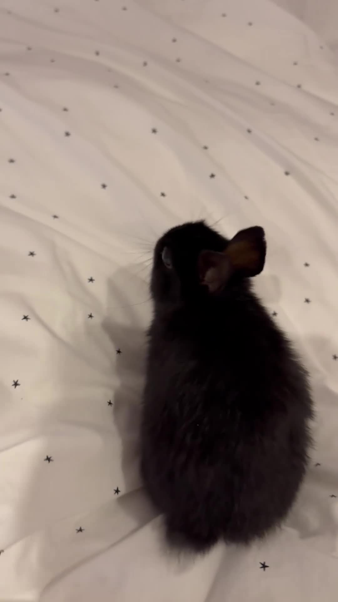 Netherland Dwarf rabbits for sale: Two Netherland Dwarf rabbits, 2 months old  - Video 2