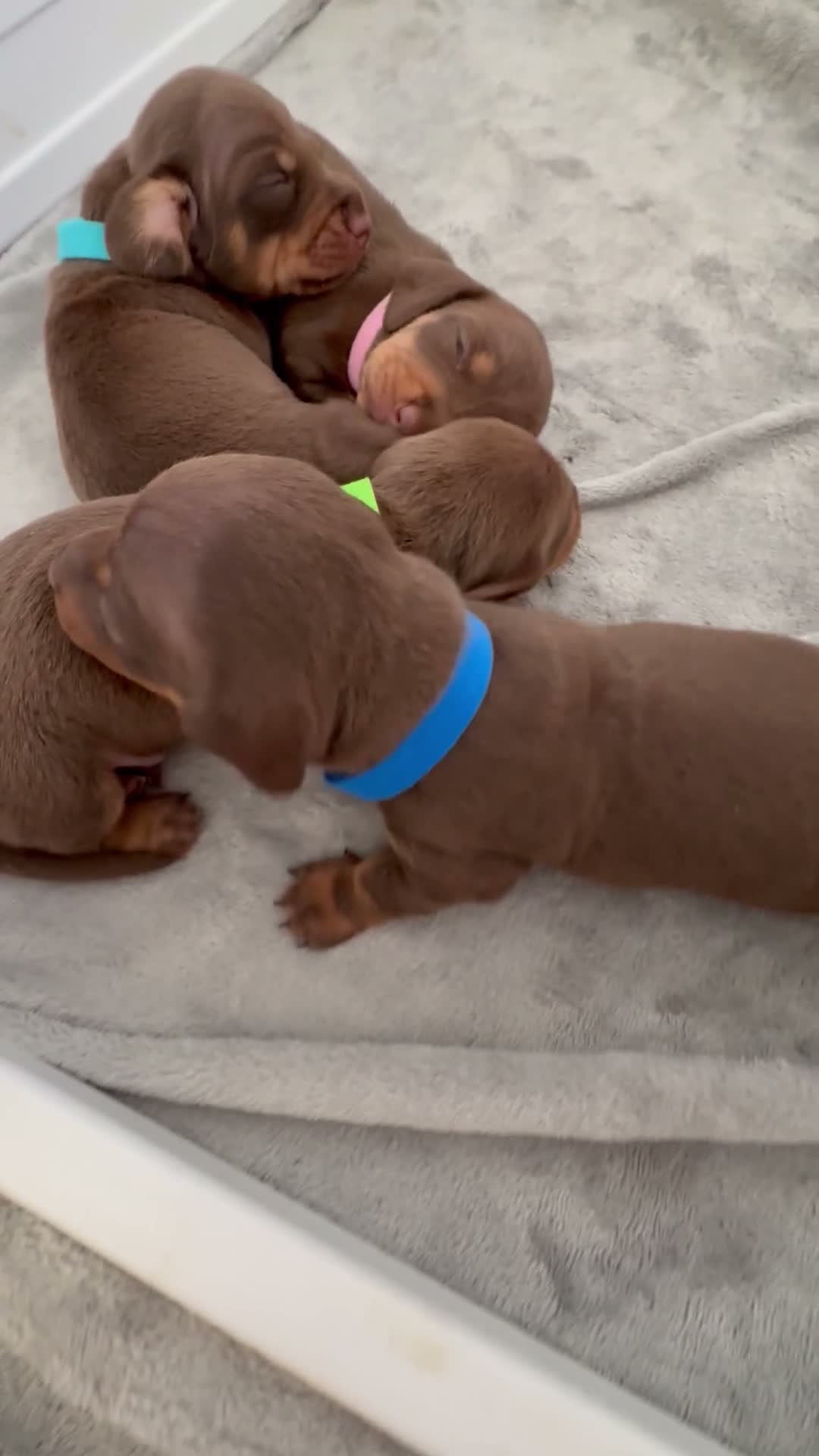 Miniature Dachshund dogs for sale: Choc n tan miniature dachshund ** ready to leave** - Video 1