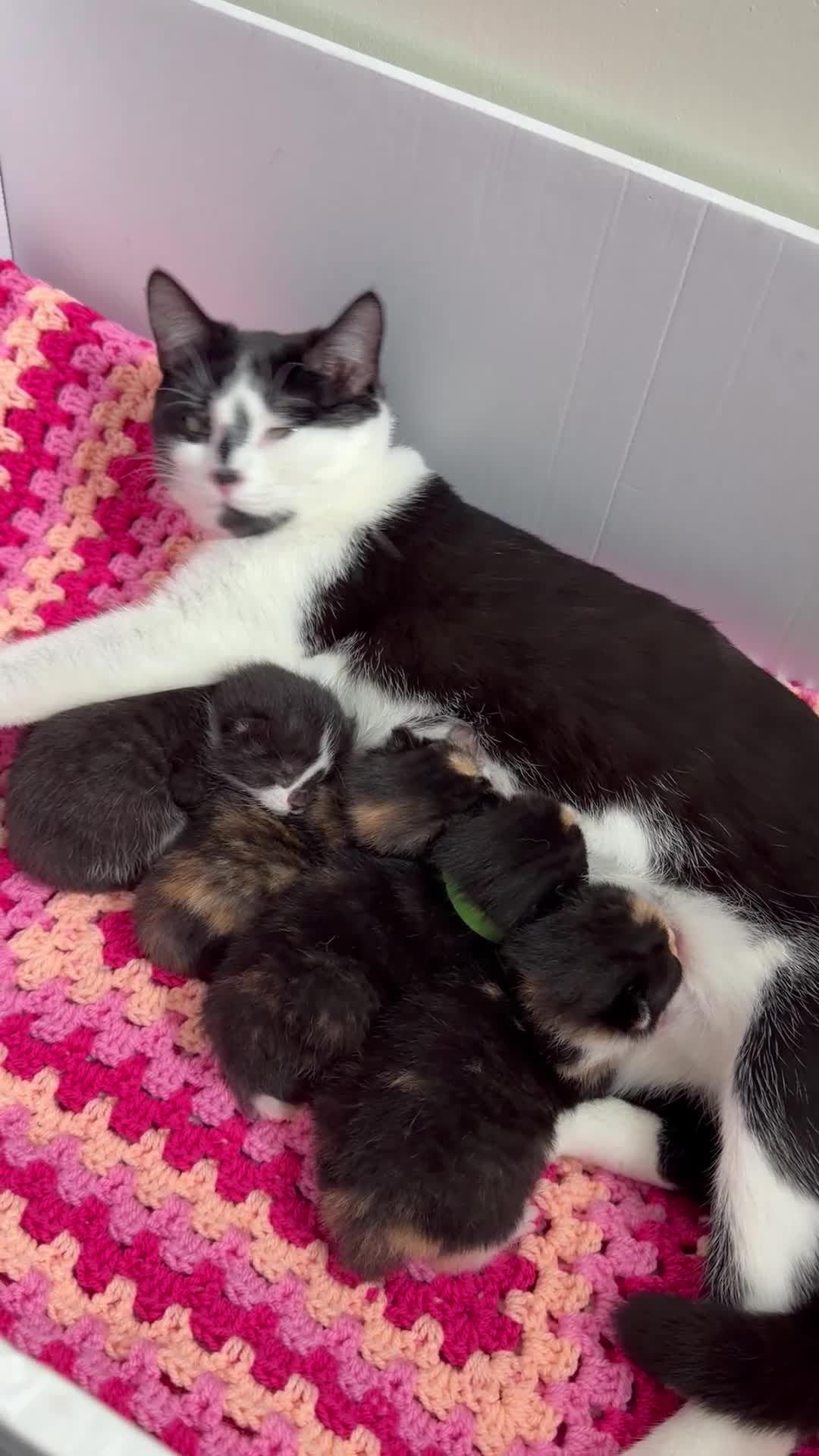 Domestic Shorthair cats for sale: Beautiful kittens ready in JUNE  - Video 1
