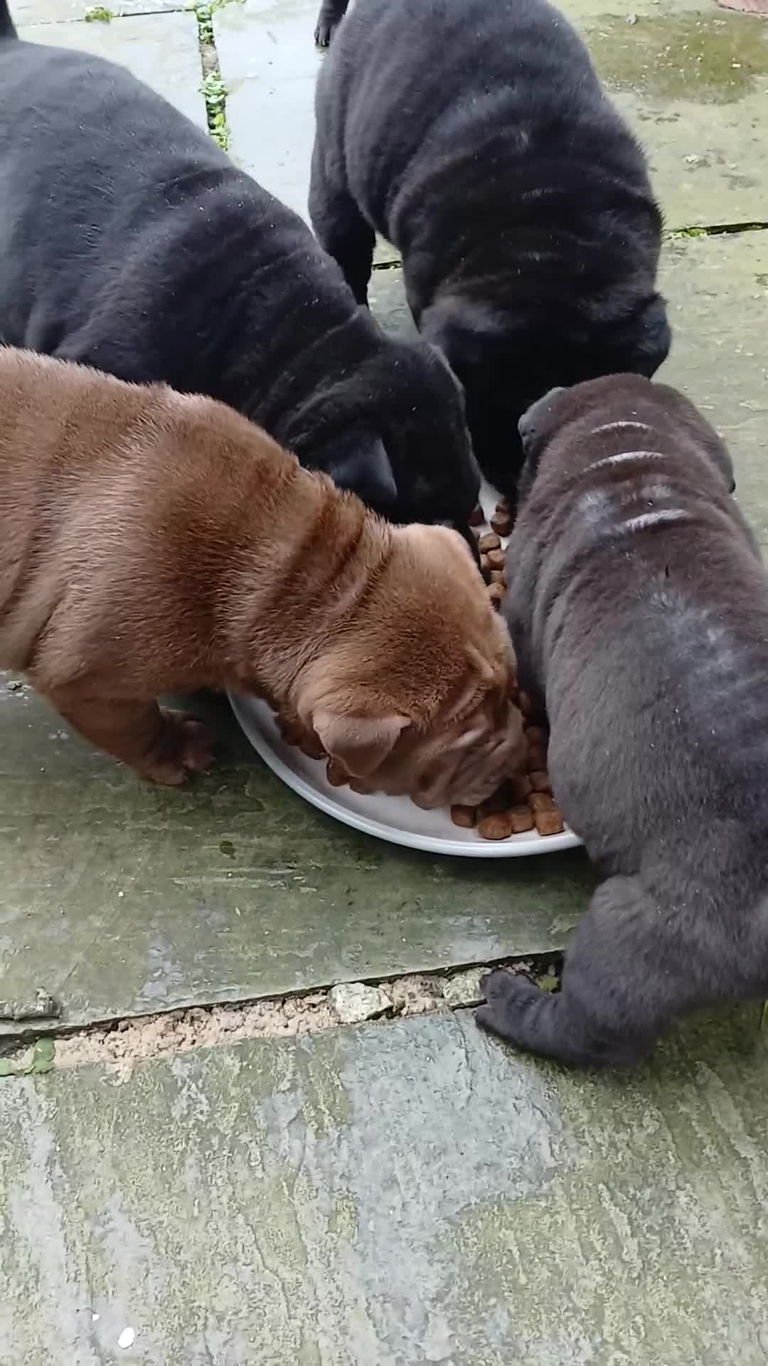 Shar Pei dogs for sale: 5 girls and one boy - Video 2