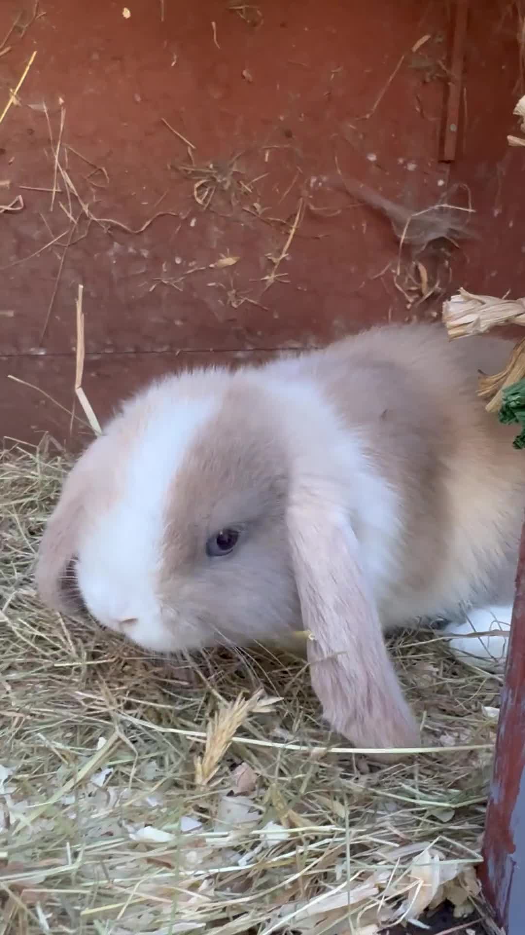 Mini Lop rabbits for sale: Friendly pure mini lops - Video 1