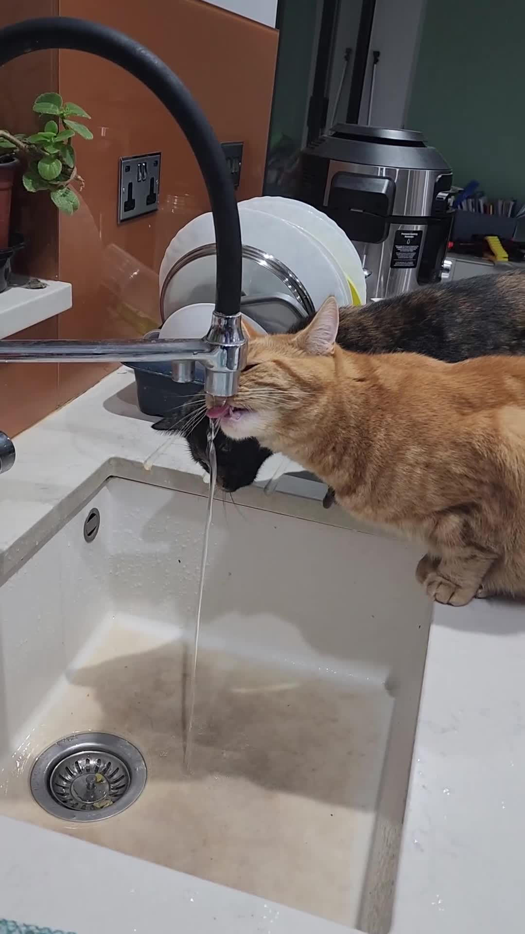 British Shorthair cats for sale: Gin & Tonic  - Video 2