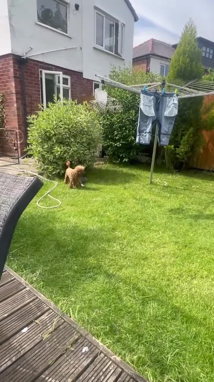 Toy Poodle dogs for sale: ⭐Quality KC Toy Poodle⭐ - Video 1