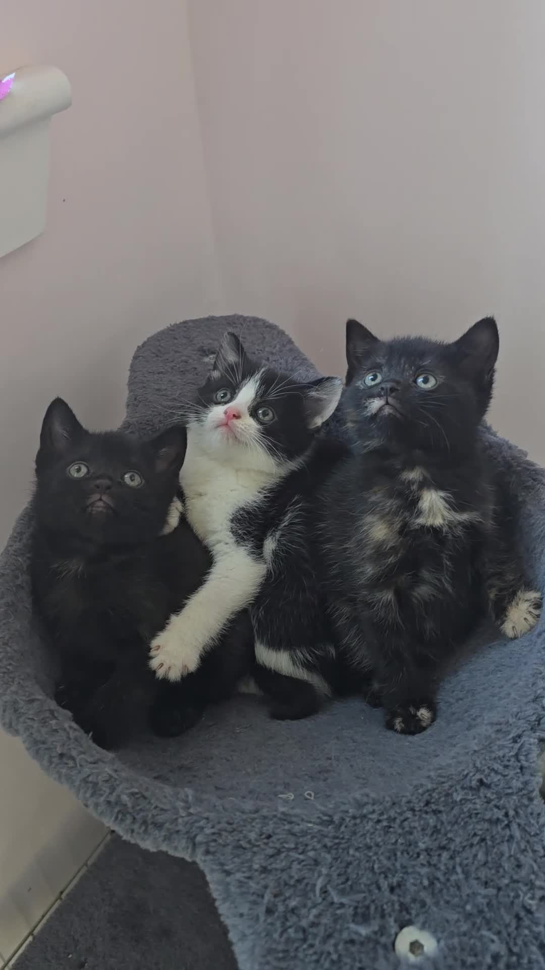 Mixed Breed cats for sale: Lovely kittens 😸 😍 ready to home in Dalkeith - Video 1