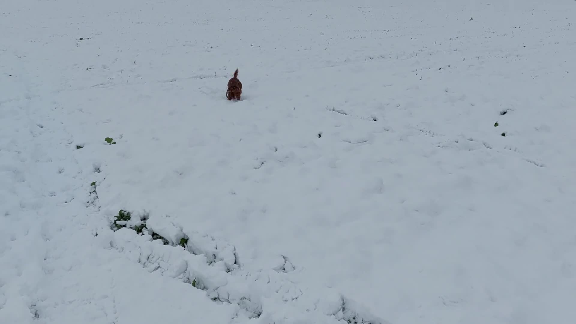 Cocker Spaniel dogs for stud: Pedigree stud   in Gloucester - Video 3