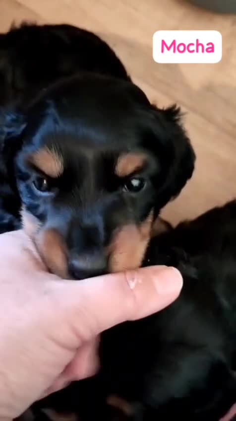 Miniature Dachshund dogs for sale: 🌟Dapple & Black Tan PRA Clear KC reg – June 26🌟 - Video 1