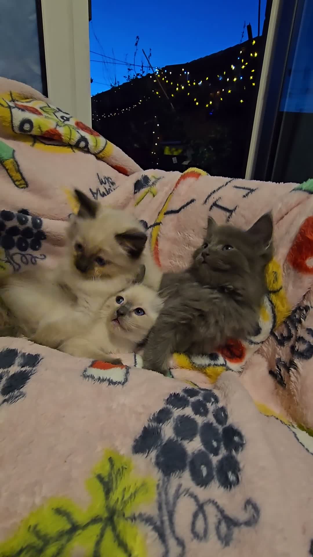 Ragdoll cats for sale: Gorgeous half ragdolls - Video 3