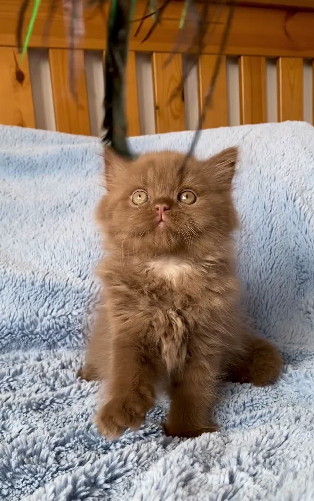 British Longhair cats for sale: Champion line kittens - Video 1