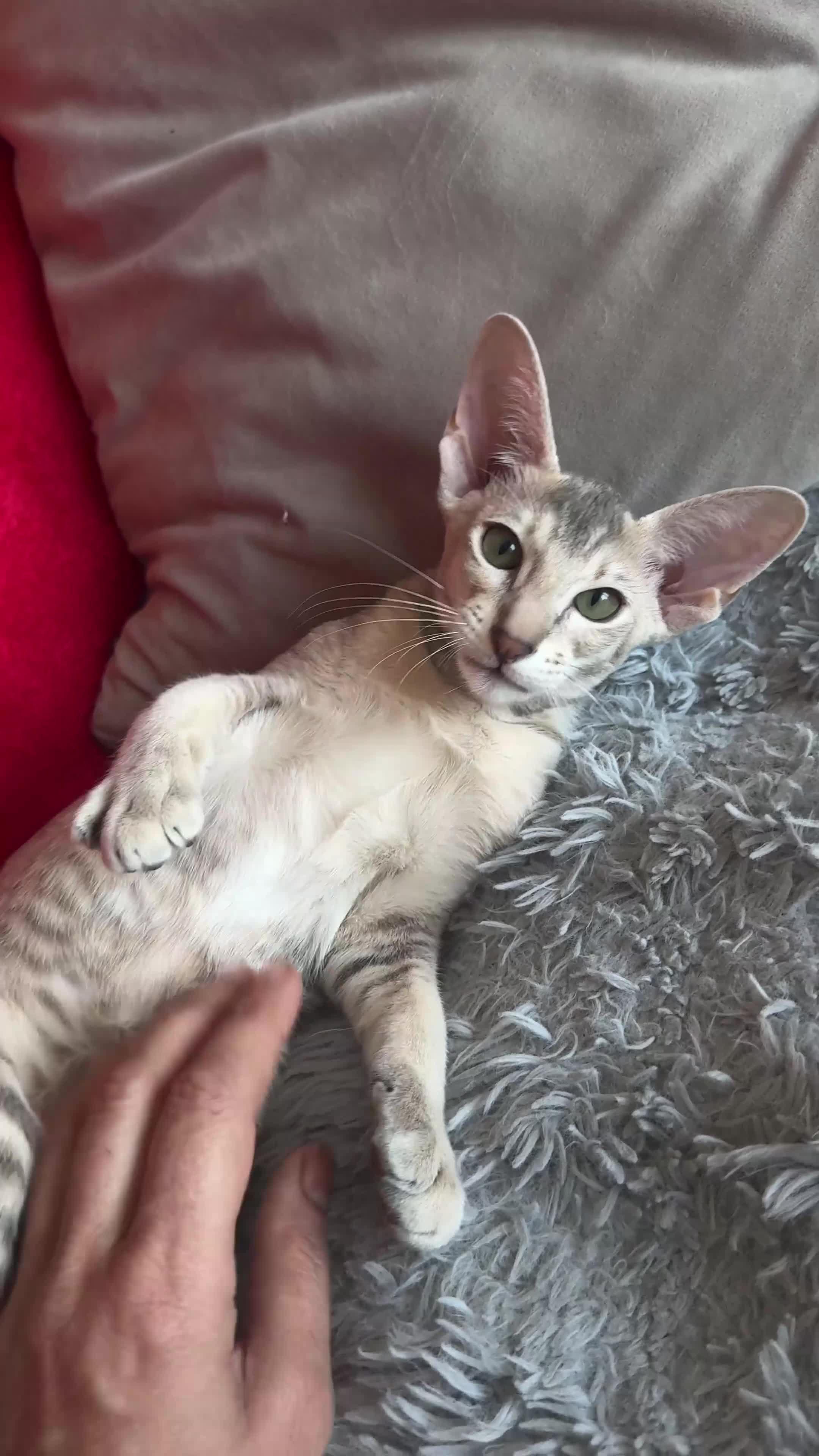 Peterbald cats for sale: Pedigree registered TICA kittens - Video 1