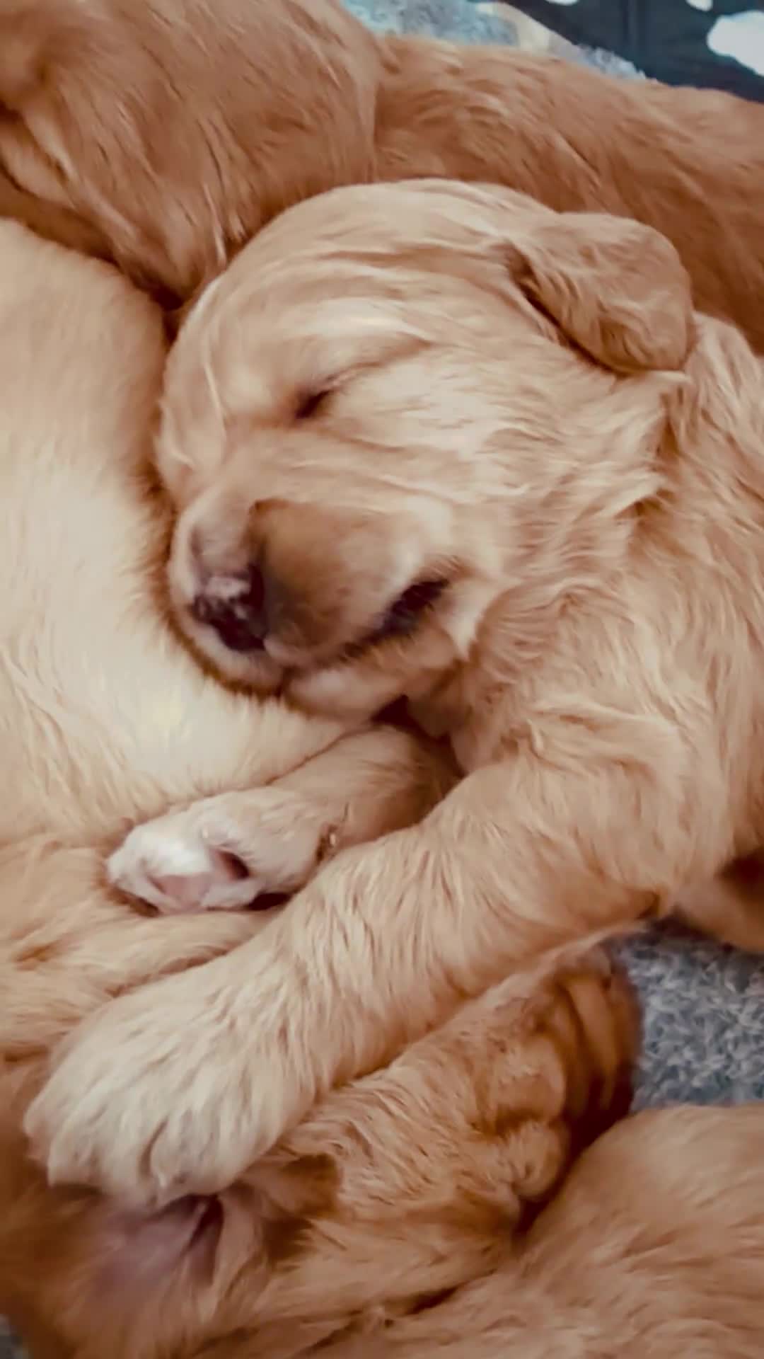 Mini Goldendoodle dogs for sale: Stunning F1 Miniature Goldendoodle puppies - Video 1