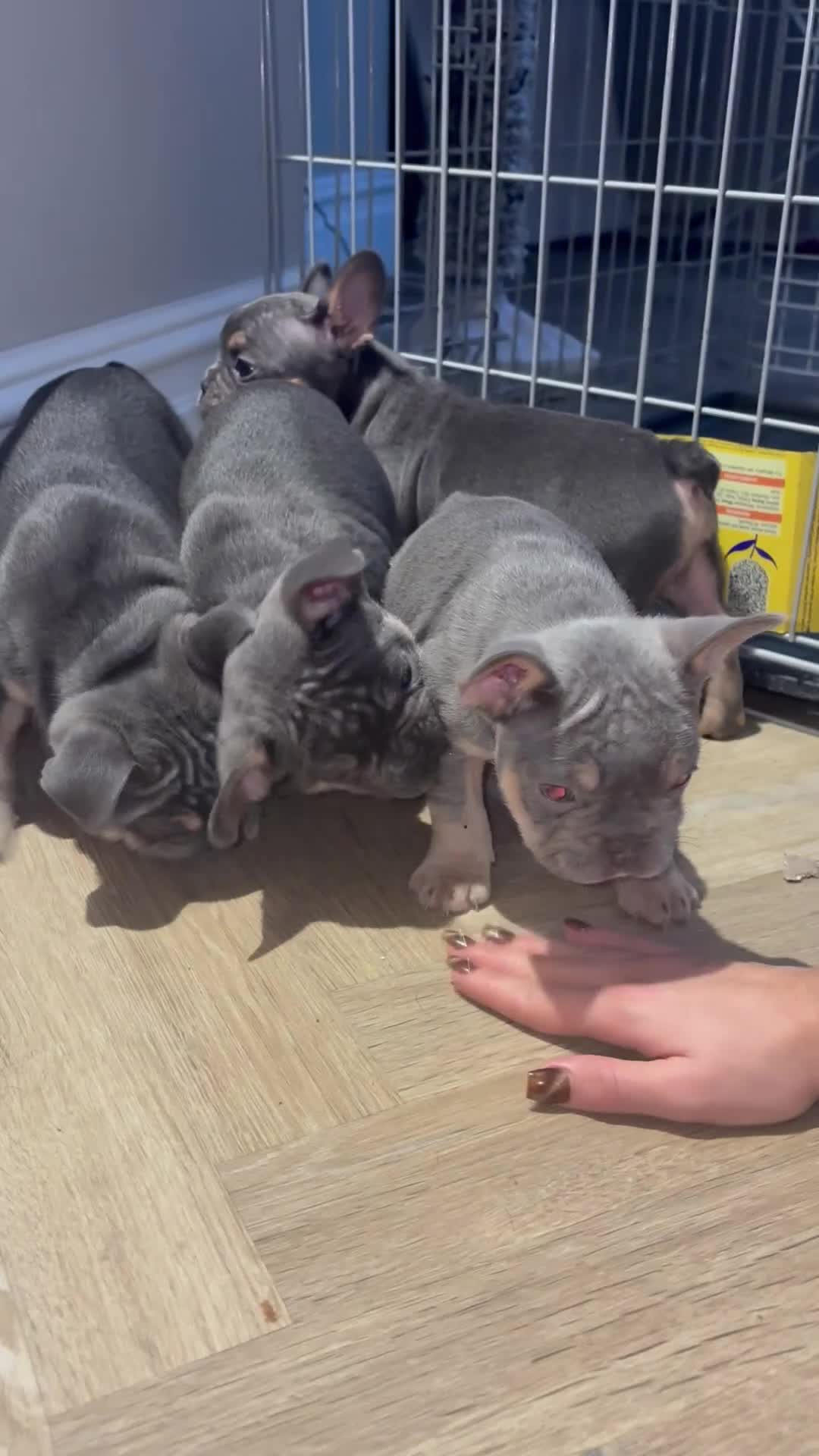 French Bulldog dogs for stud: Frenchie up for stud - Video 2
