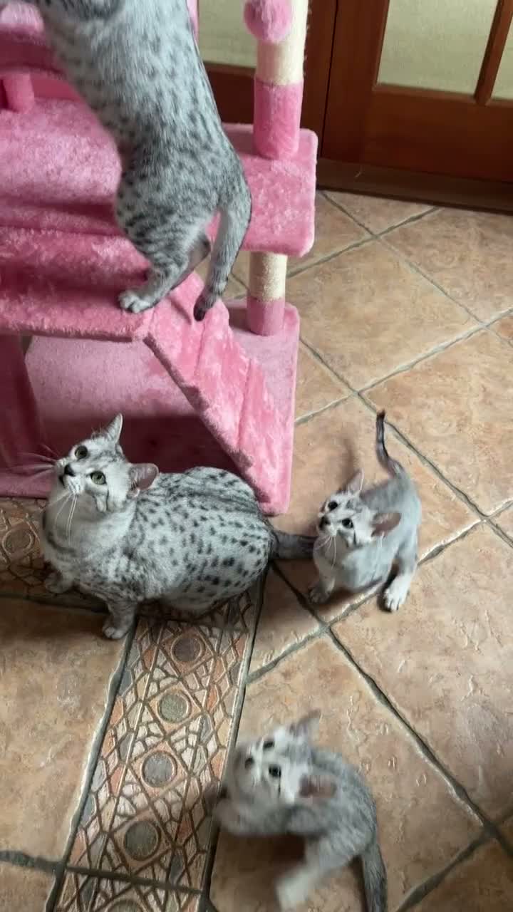 Egyptian Mau cats for sale: GCCF registered pedigree Egyptian Mau kittens - Video 1