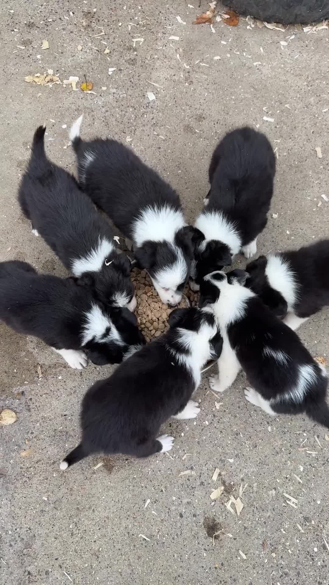 Border Collie dogs for sale: Gorgeous Border collie pups. KC registered.  - Video 1