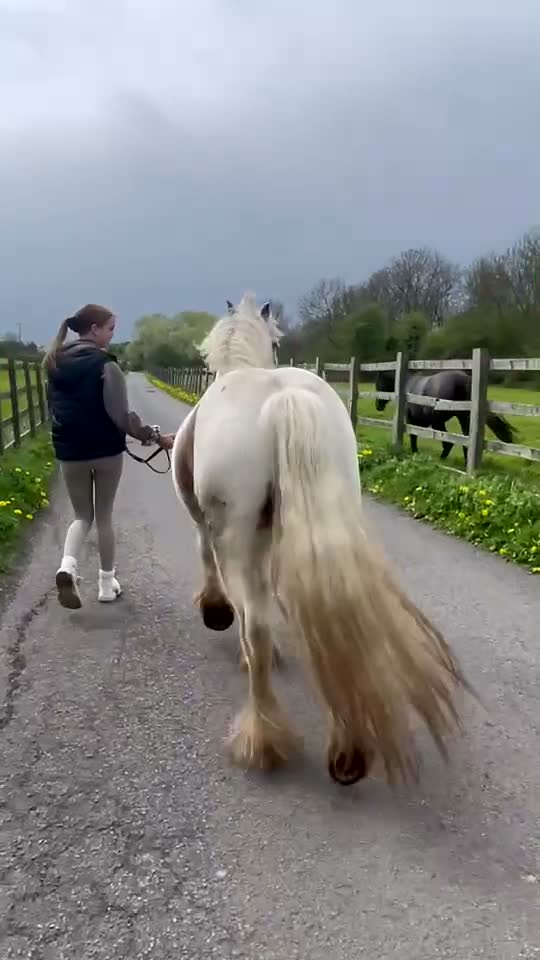 Irish Cob horses for sale: Gorgeous loving cob gelding 13hh - Video 1