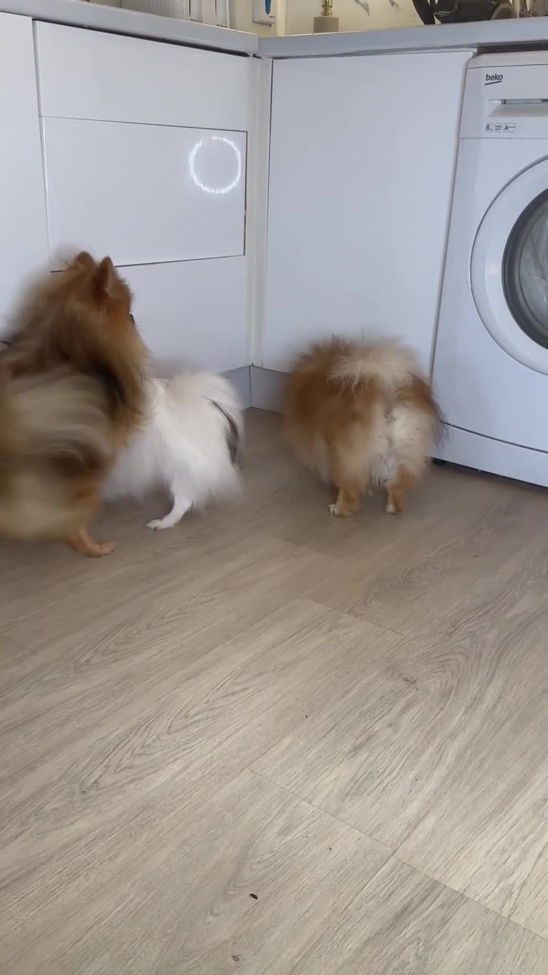 Pomeranian dogs for sale: Pomeranian boy - Video 2