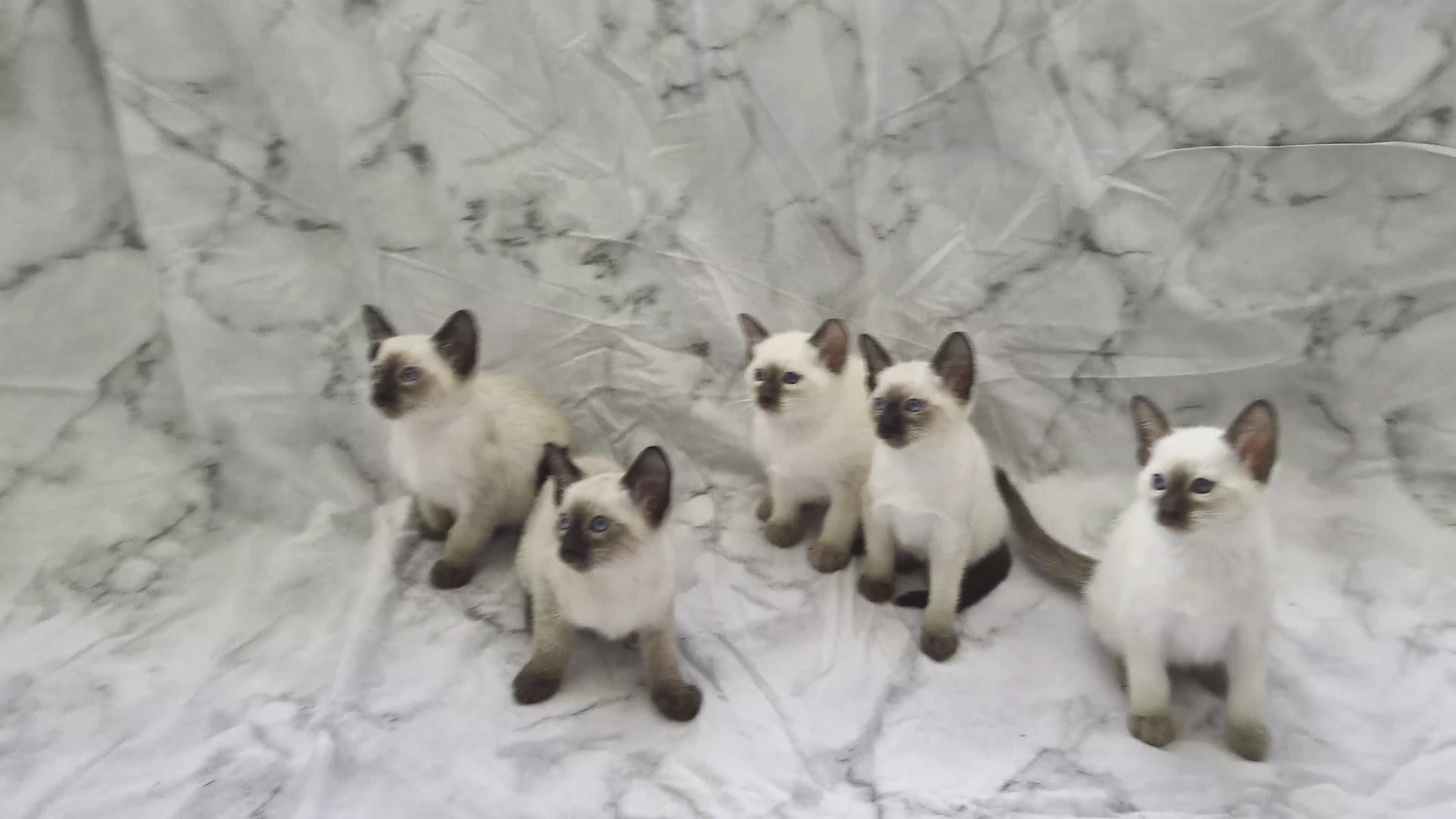 Siamese cats for sale: Traditional Siamese Kitten - Video 2