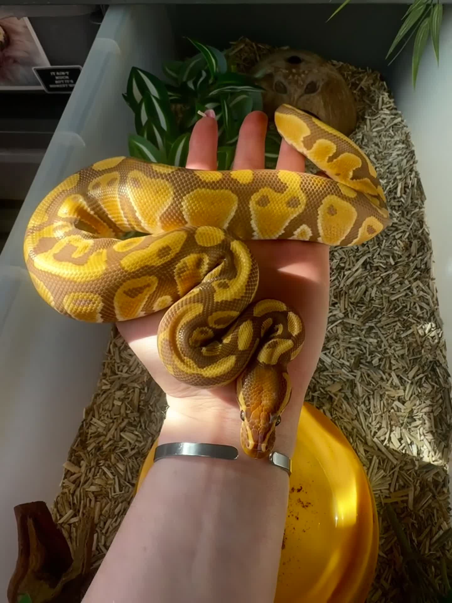 Python Snake reptiles for sale: 4 friendly Ball Royal Python for sale - Video 1