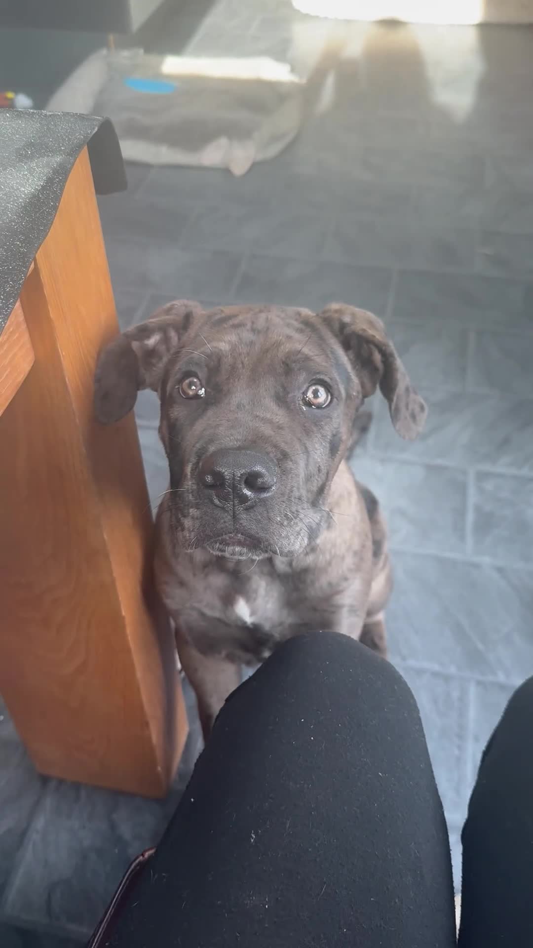Cane Corso dogs for sale: Loki  - Video 1