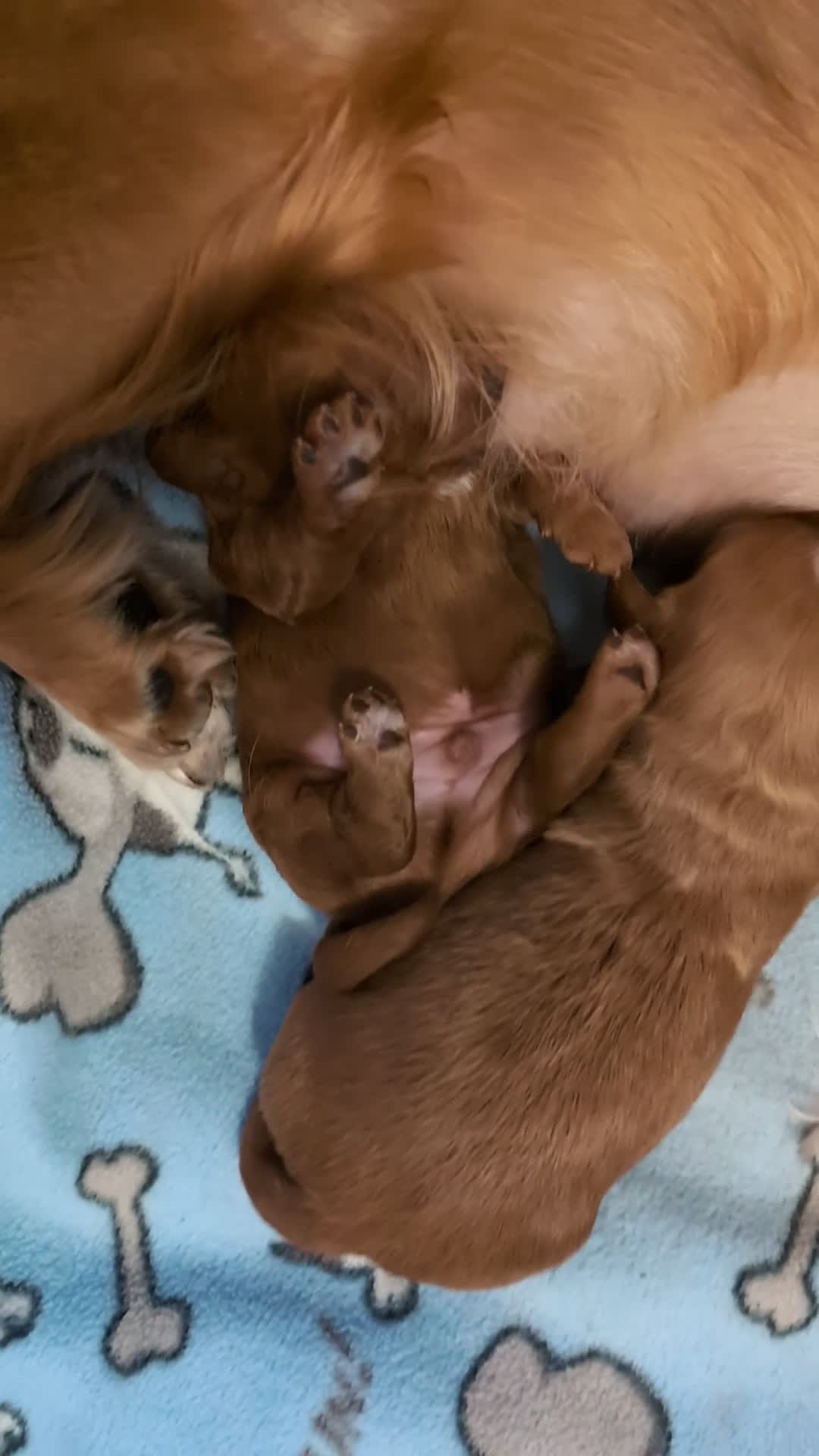 Cavapoo dogs for sale: F1B Deep Fox Red Puppies - Video 1