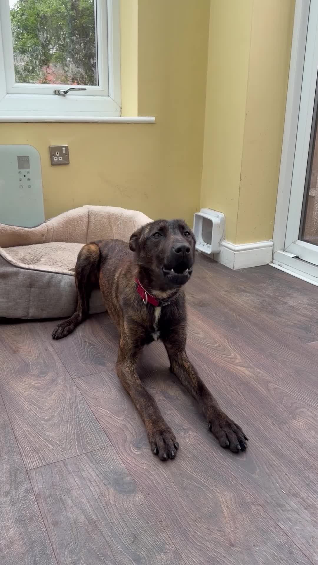 Belgian Shepherd Dog dogs for stud: KNPV Malinois for stud in Manchester - Video 1