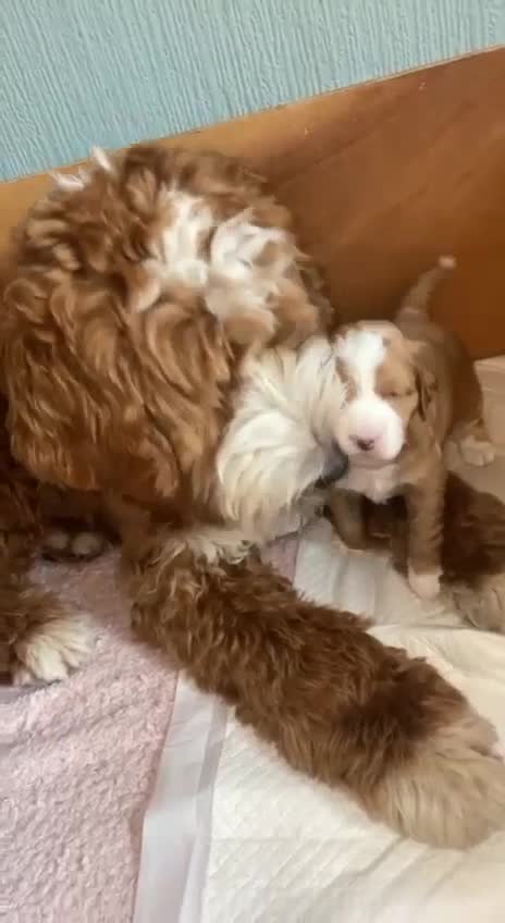 Goldendoodle dogs for stud: Australian Double Doodle Stud PROVEN  in Bolton - Video 1