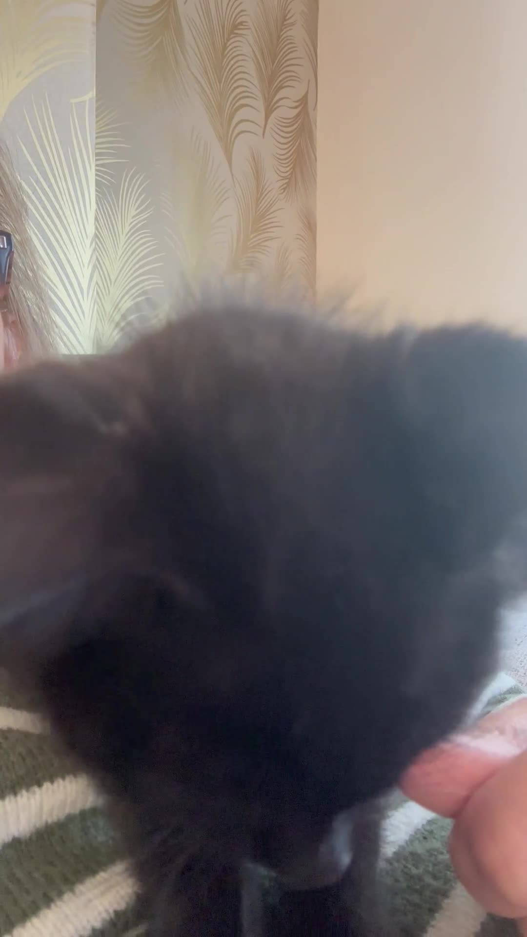 Bombay cats for sale: 4.5m Female Kitten - Video 2