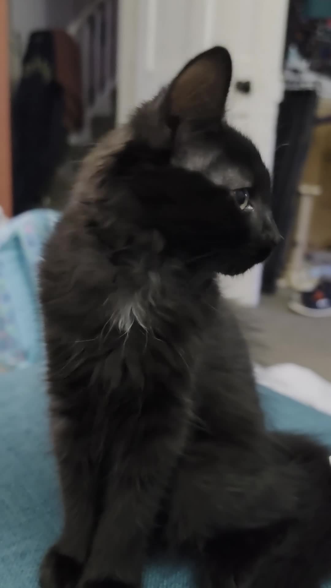 British Shorthair cats for sale: 2 Lovely Black Kittens - Video 1