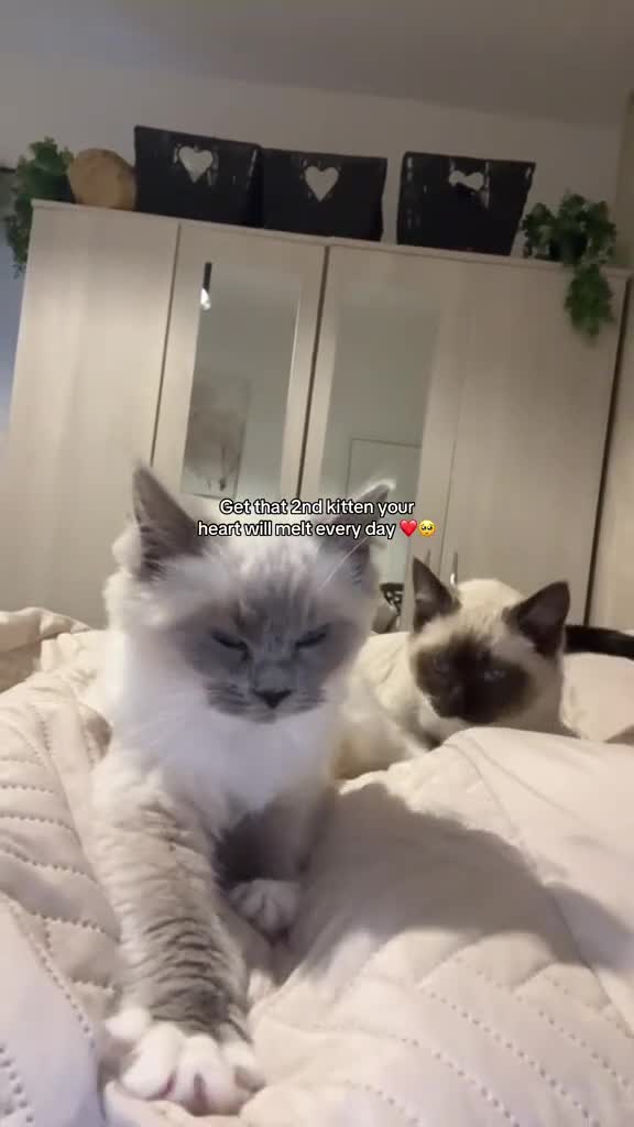 Ragdoll cats for sale: X2 female ragdoll kittens in Retford - Video 1