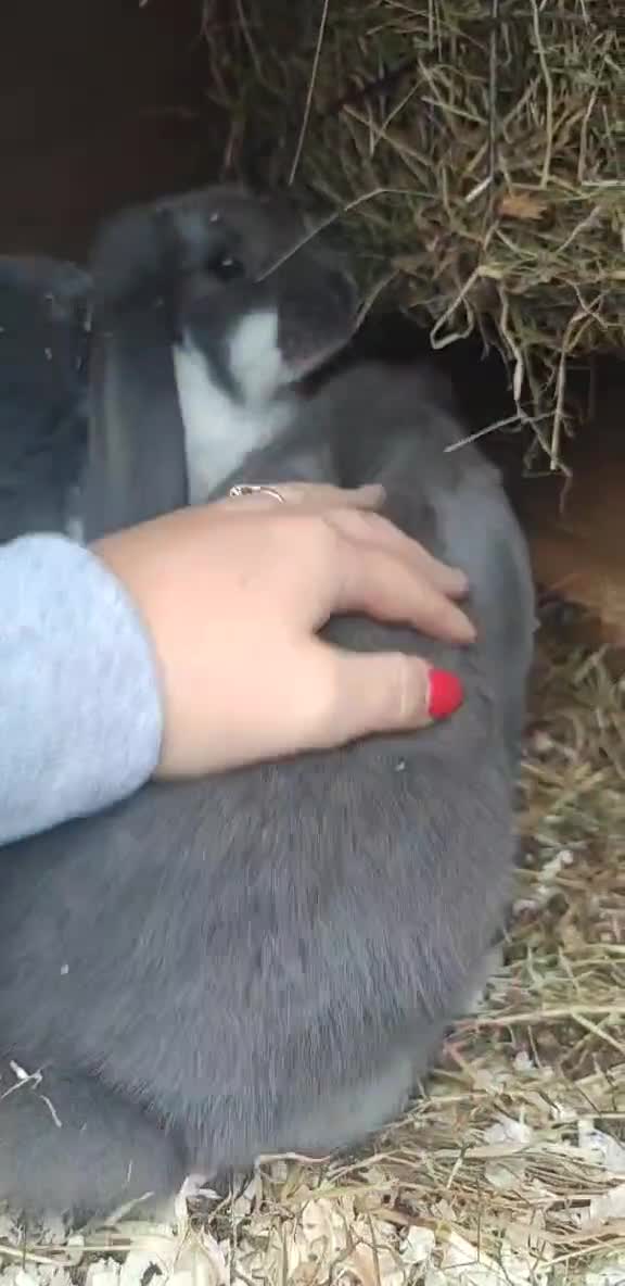 French Lop rabbits for sale: Beautiful french lop boy - Video 3