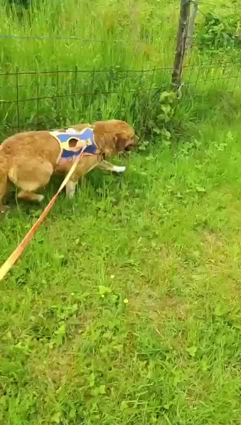 Mixed Breed dogs for adoption: BOOTS - Video 2