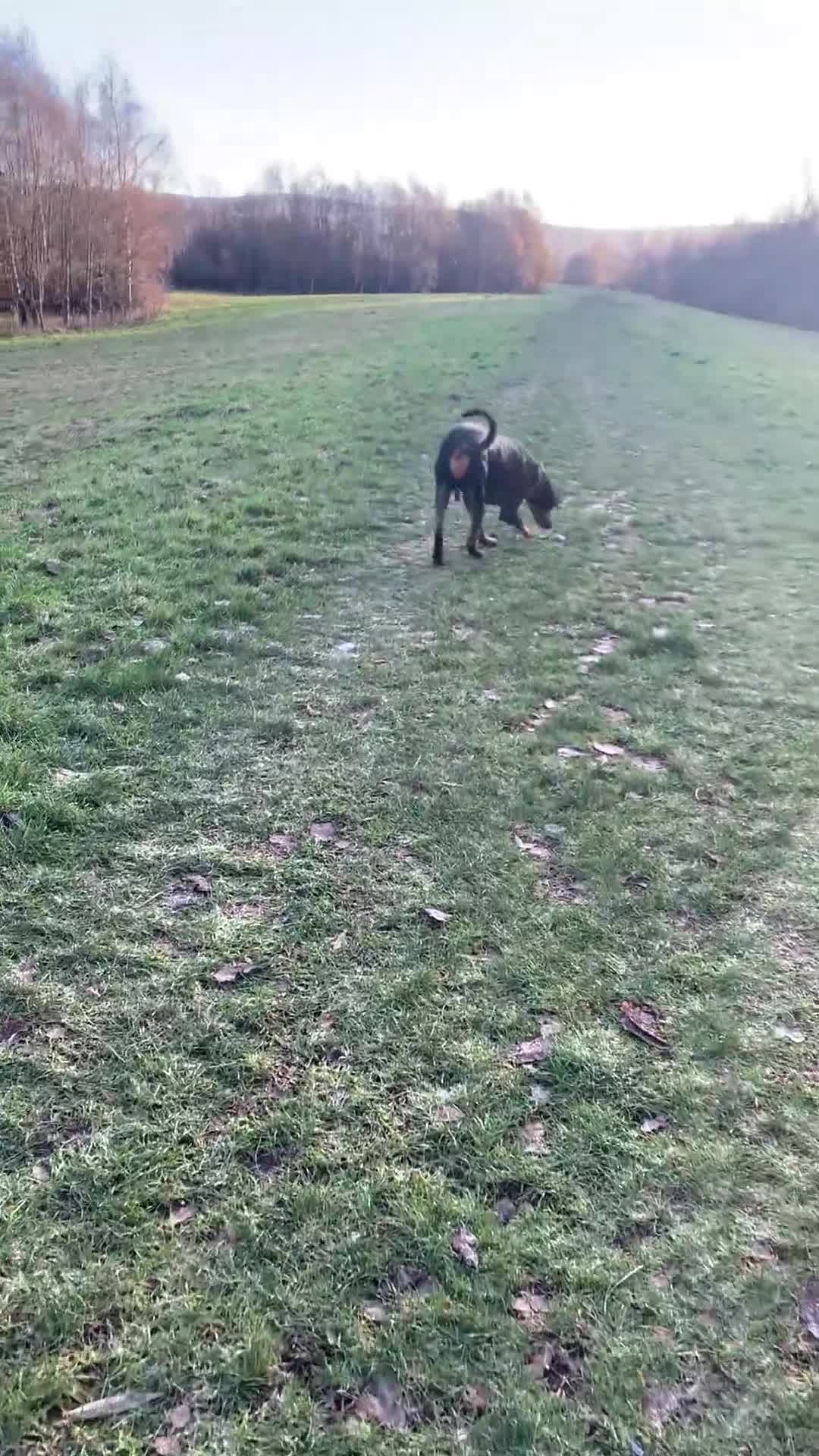 Dobermann dogs for sale: Wonderful Doberman for unfortunate adoption  - Video 2