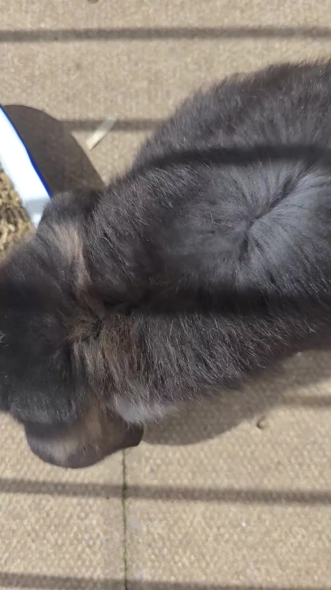 French Lop rabbits for sale: Pedigree giant french lop - Video 4