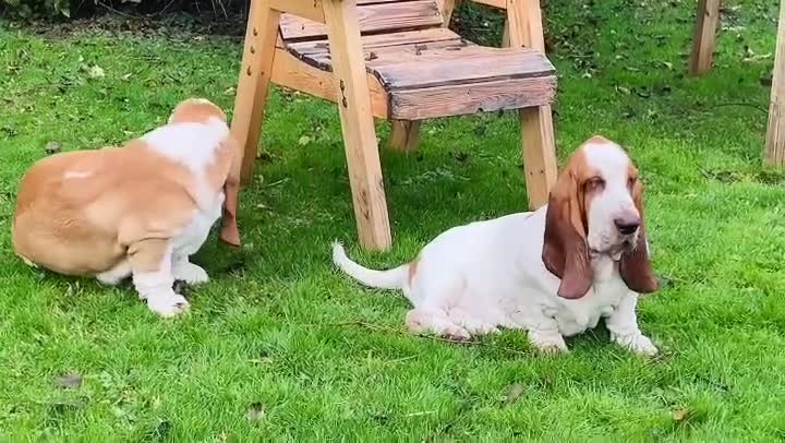 Basset Hound dogs for sale: Basset hound 13 months old - Video 1