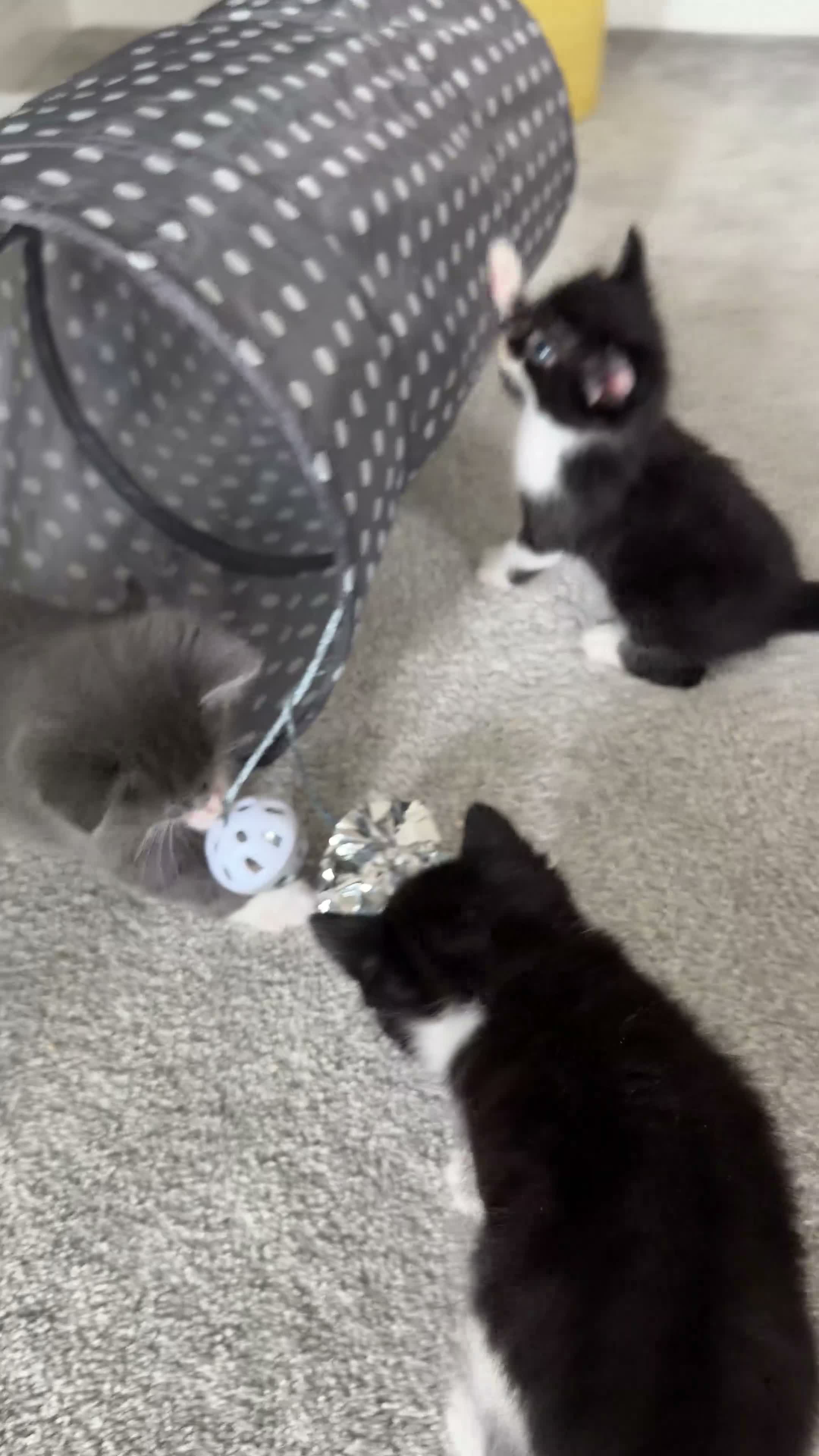 Domestic Shorthair cats for sale: Kittens  in Spalding - Video 1