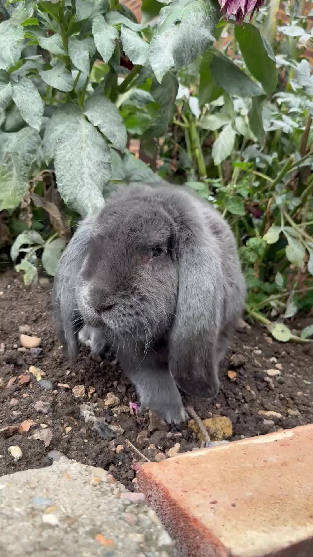 French Lop rabbits for sale: Blue Giant French Lop Male 11 months 🐰  - Video 1