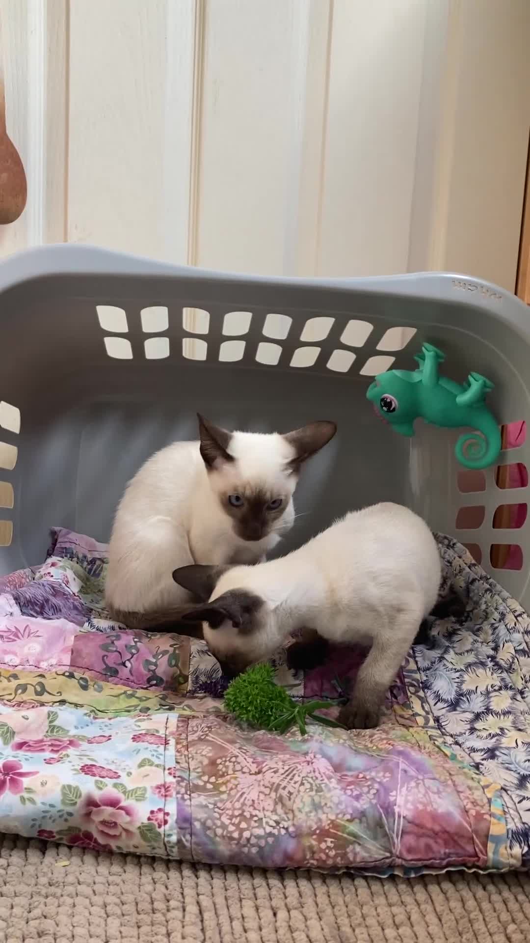 Siamese cats for sale: Siamese kittens - Video 2