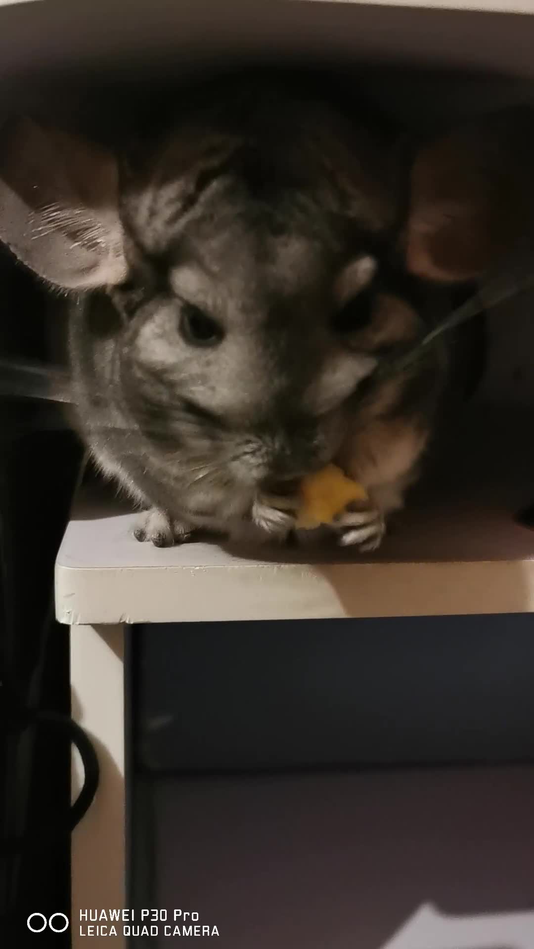 Chinchilla rodents for sale: Female chinchilla free to good home - Video 1