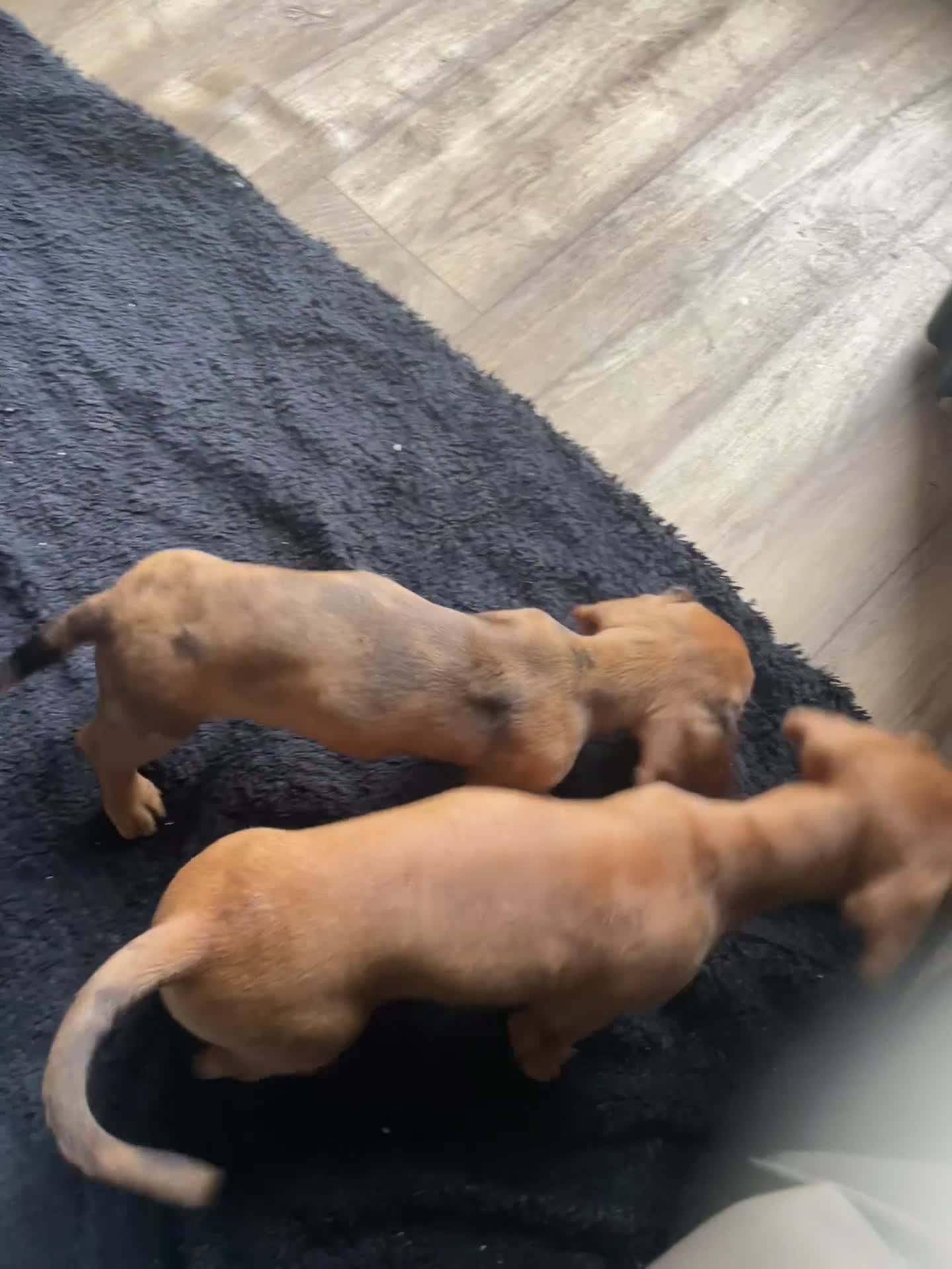 Miniature Dachshund dogs for sale: “Urgent homes needed! – Miniature Dashchunds - Video 2