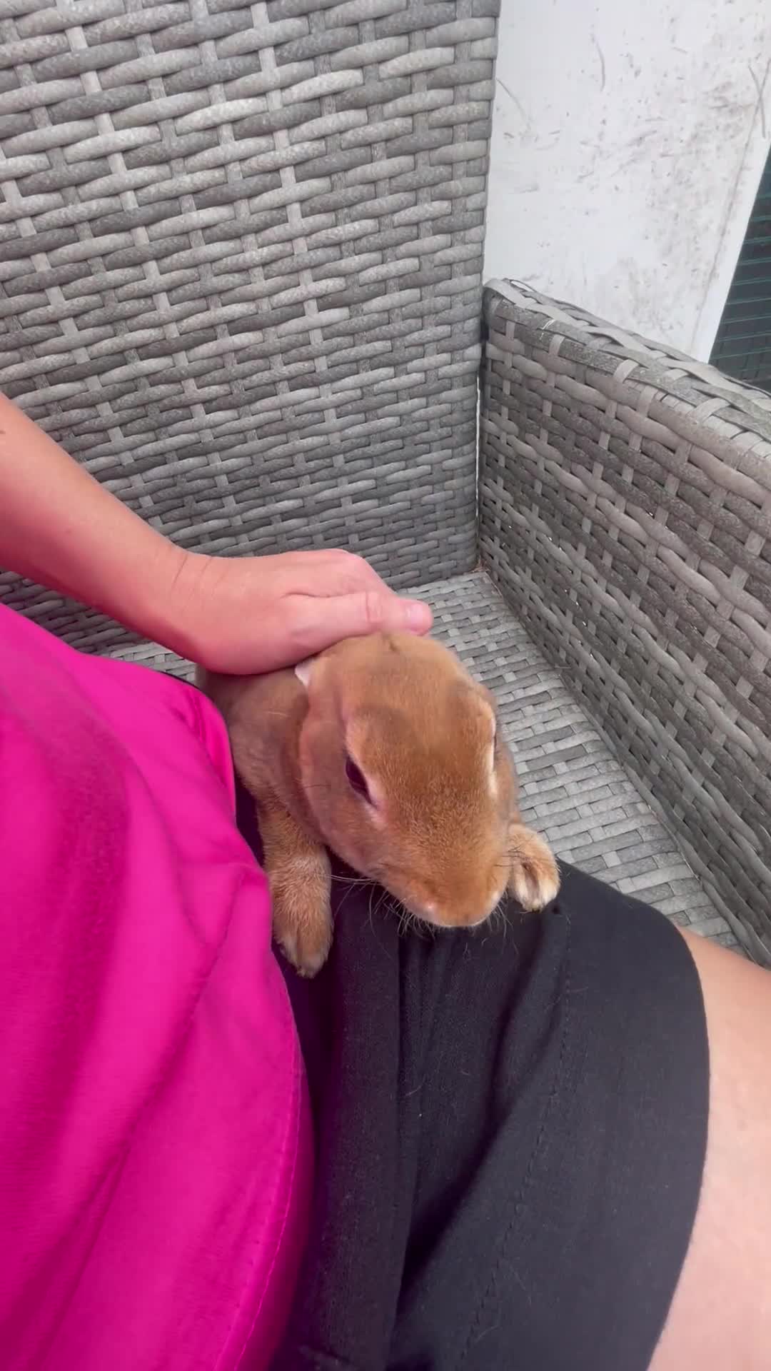 Rex rabbits for sale: Pure bred mini Rex 🐰  - Video 1