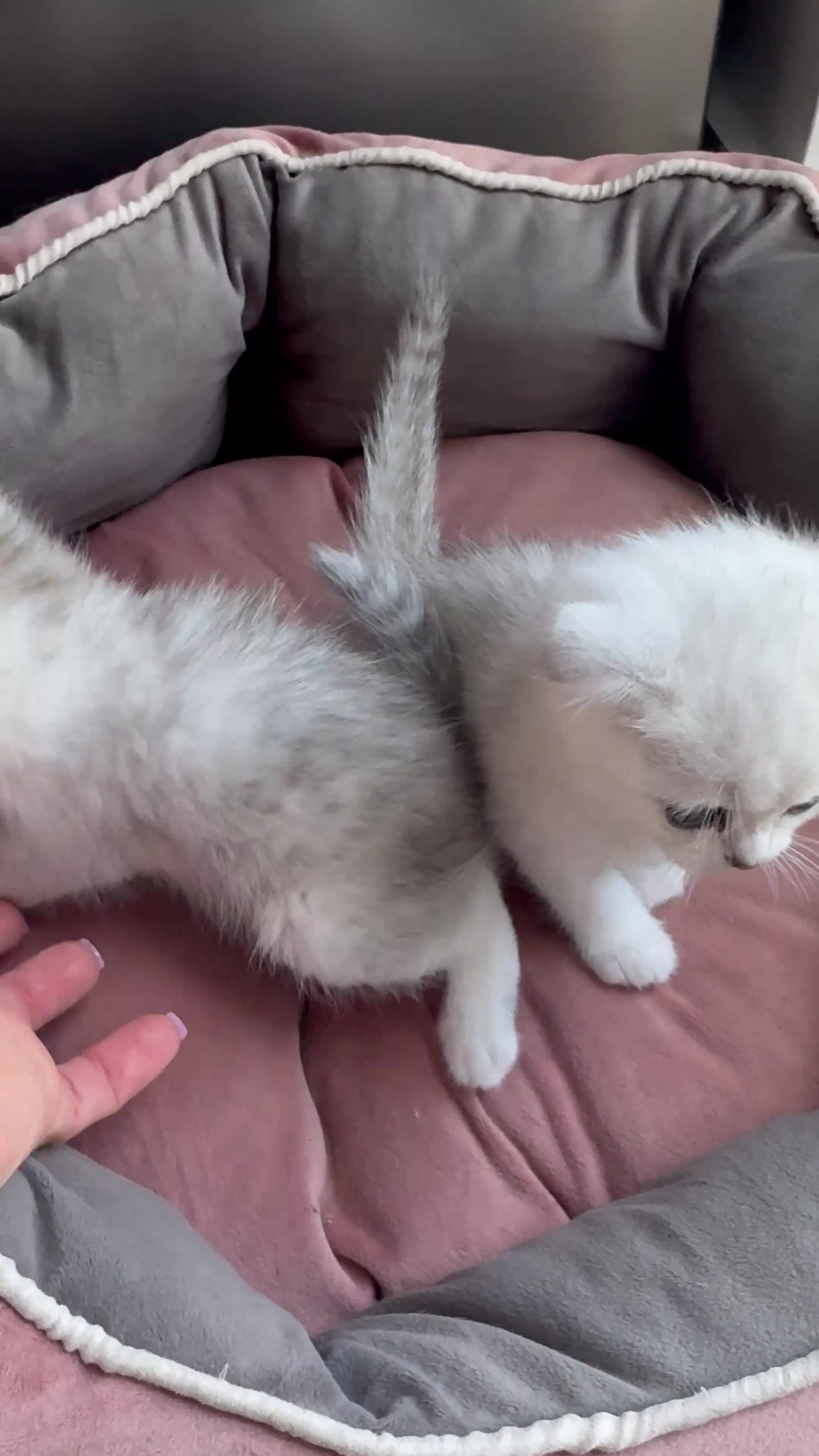 Scottish Fold cats for sale: 2 Scottish Girls  - Video 1