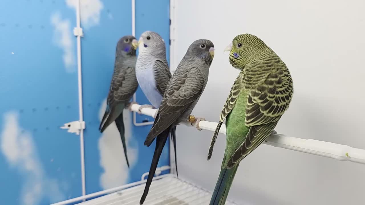 Budgerigars birds for sale: Young Black Face Black wing Budgies - Video 1