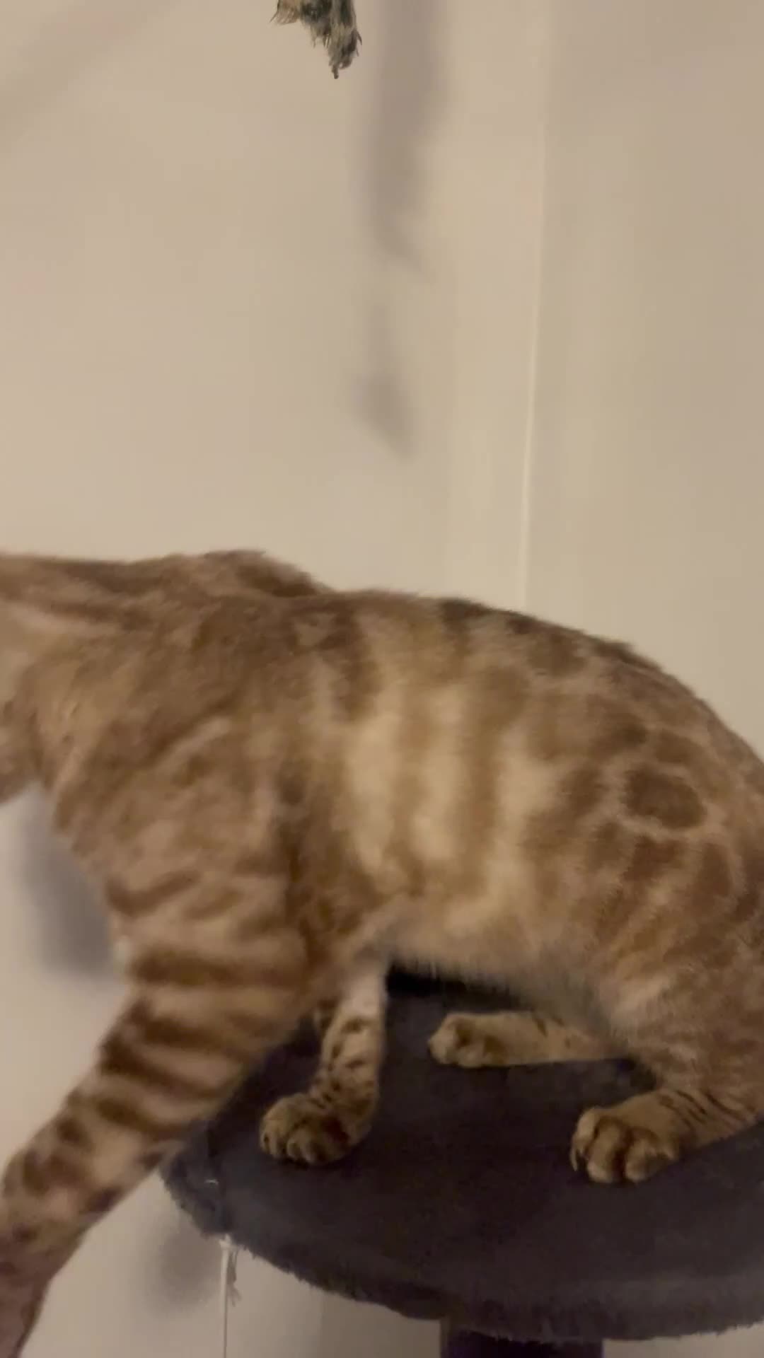 Bengal cats for sale: Snow Lynx Bengal Male kitten - Video 1