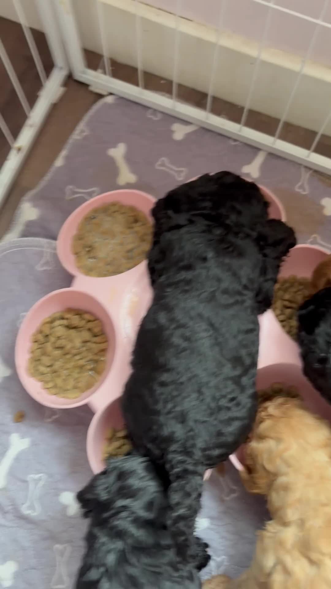 Cockapoo dogs for sale: Stunning fb1 cockapoos - last two left !!  - Video 2