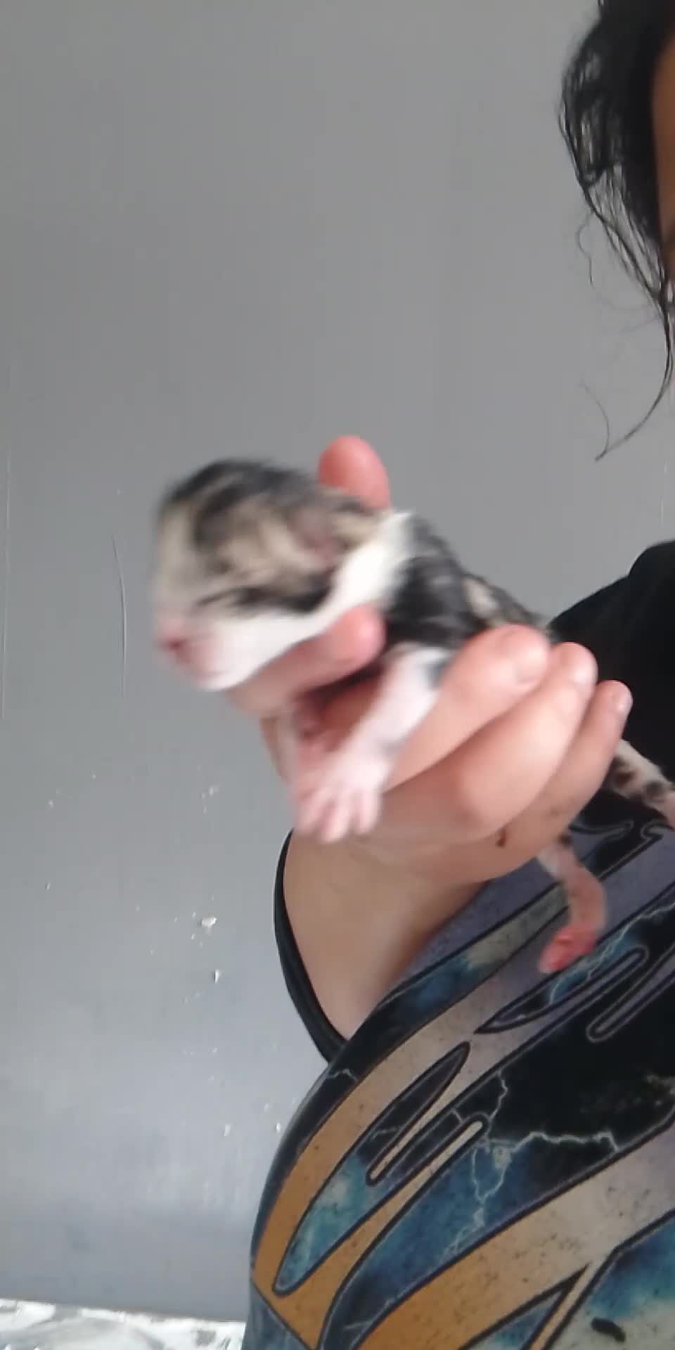 British Shorthair cats for sale: British short hair mix  - Video 3