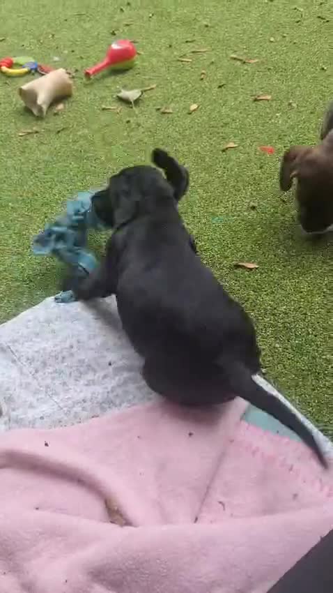 Cockerdor dogs for sale: Labrador x Cocker babies  - Video 1