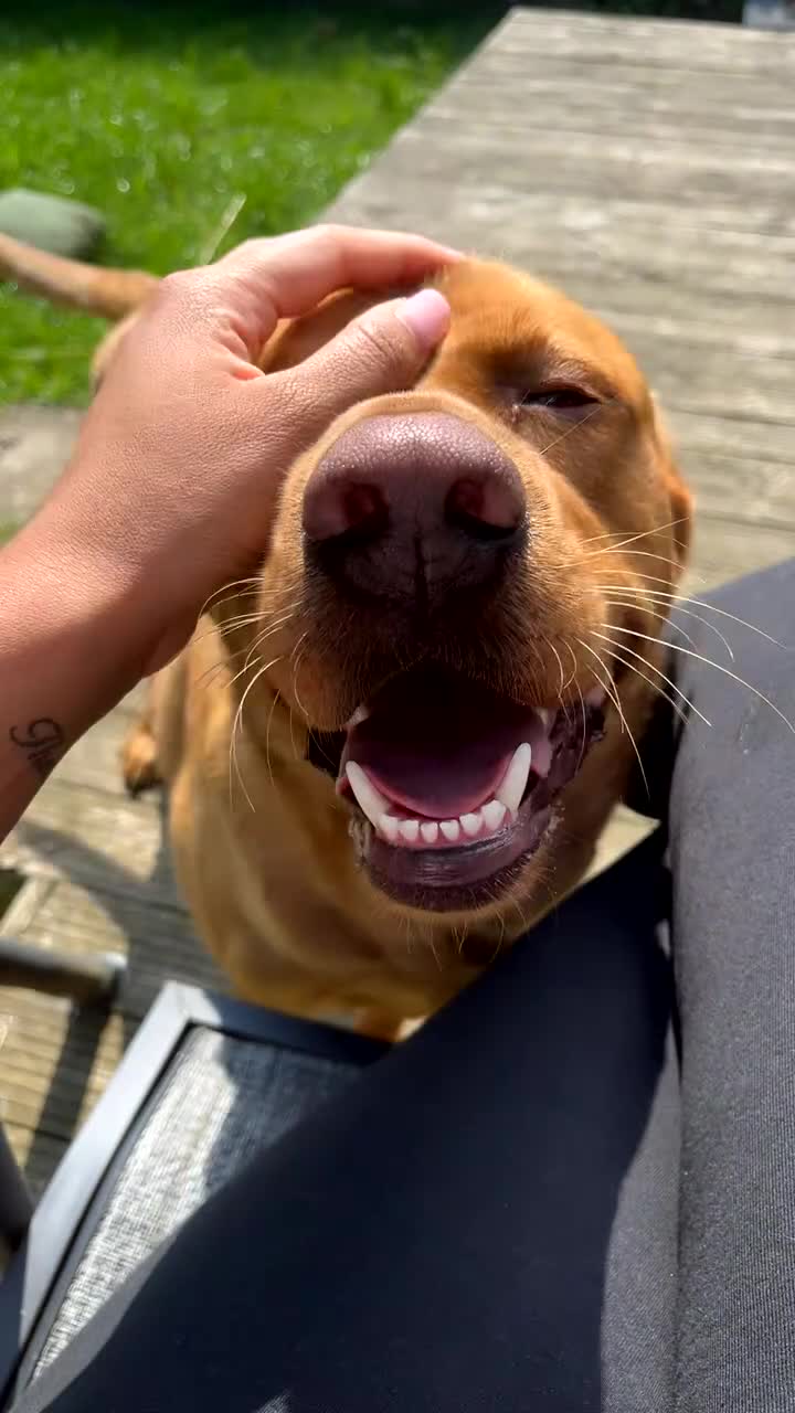 Labrador Retriever dogs for sale: Pedigree Lab - Video 1